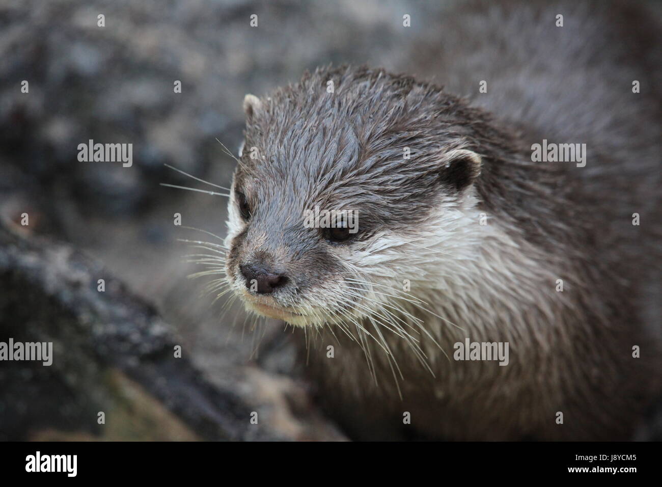 fish, otter, dwarf, macro, close-up, macro admission, close up view, animal, Stock Photo