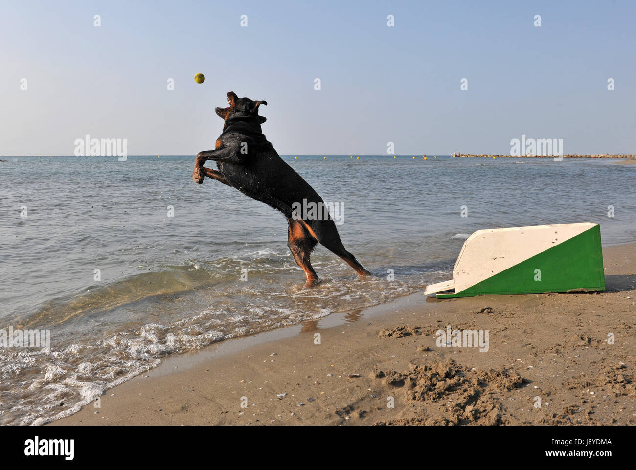 Dog bouncing top beach ball