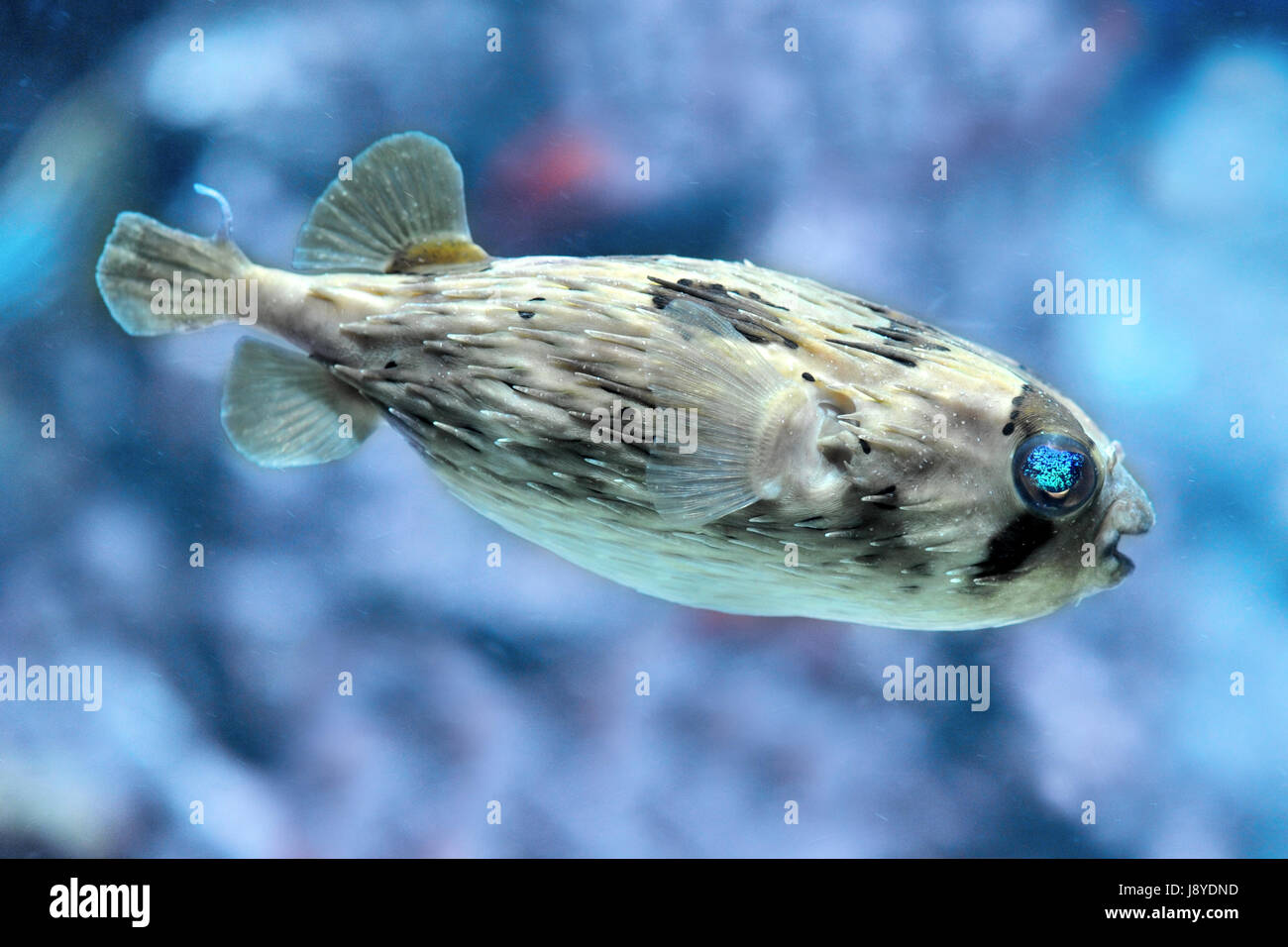 blue,animal,aquarium,tropical,diodon,saltwater fish,tropical fish,fugu,tetraodon Stock Photo
