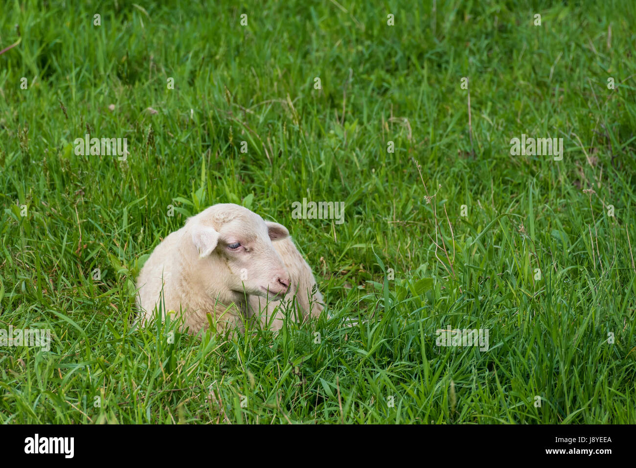 white lamb lies in the grass (meadow) Stock Photo