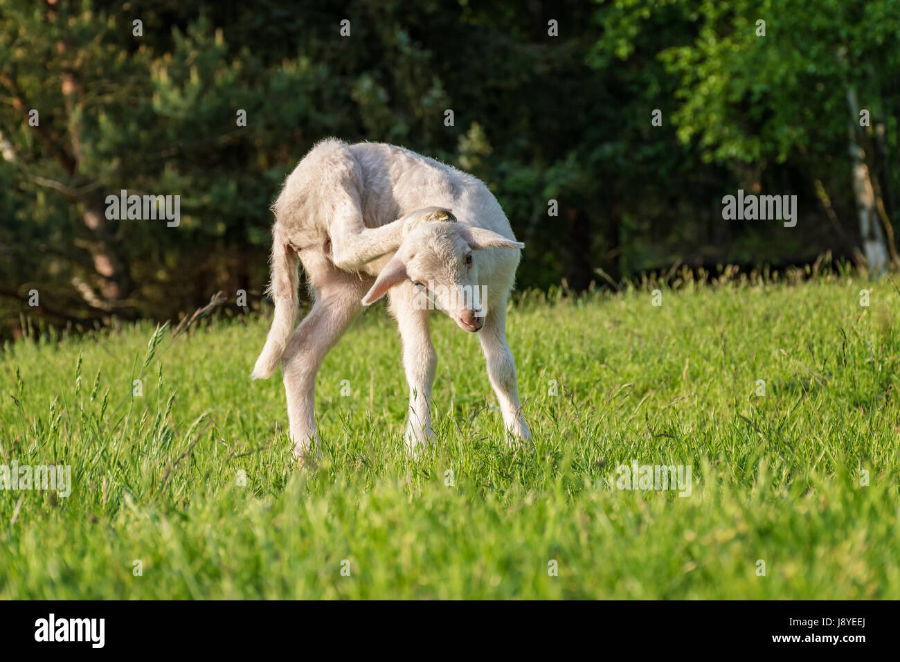 white lamb cleaning its head - standing on the grass (meadow) Stock Photo
