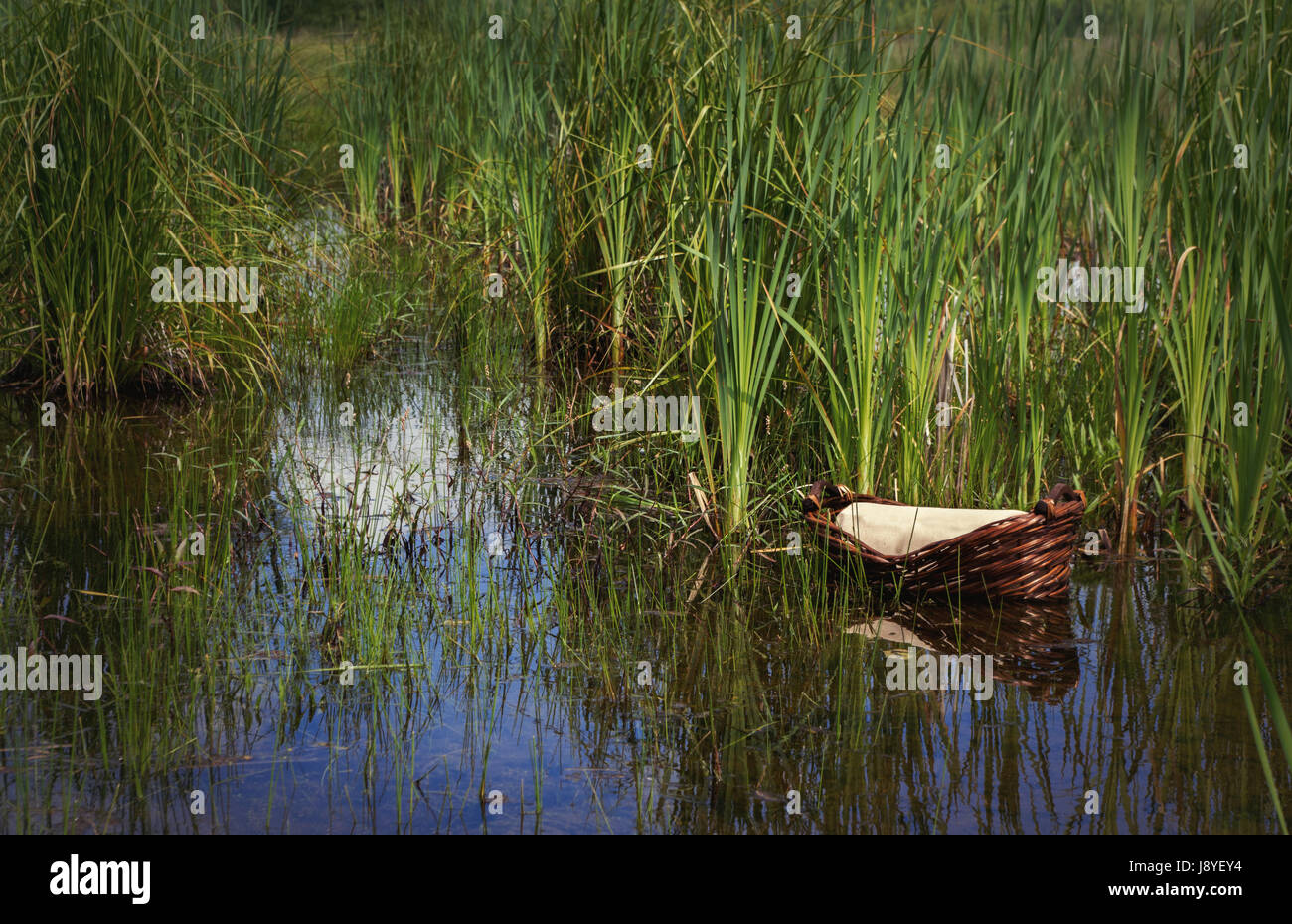 Baby Moses in a basket floating in the river among the rushes and reeds Stock Photo