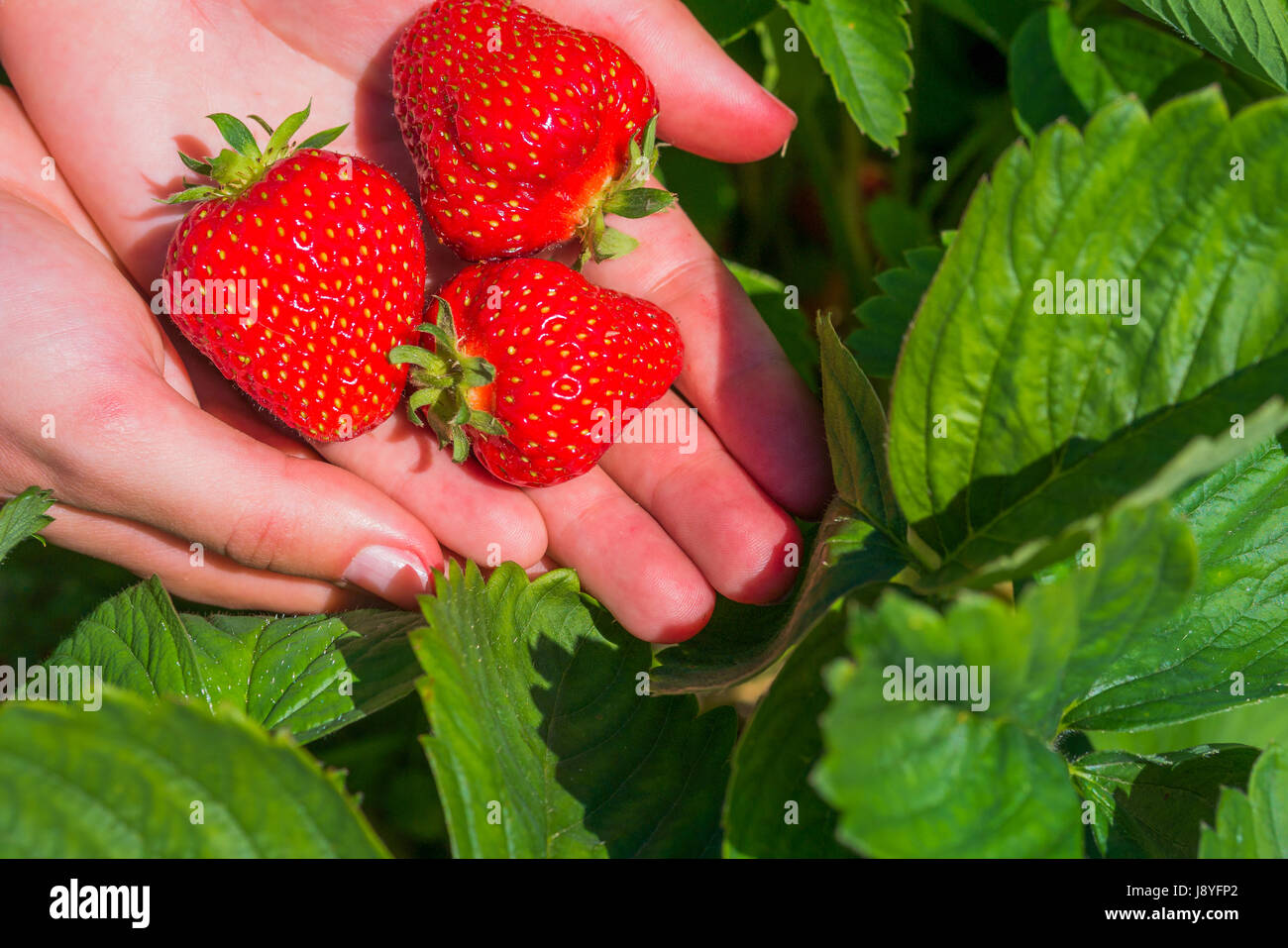 Three fresh picked delicious strawberries held over strawberry plants Stock Photo