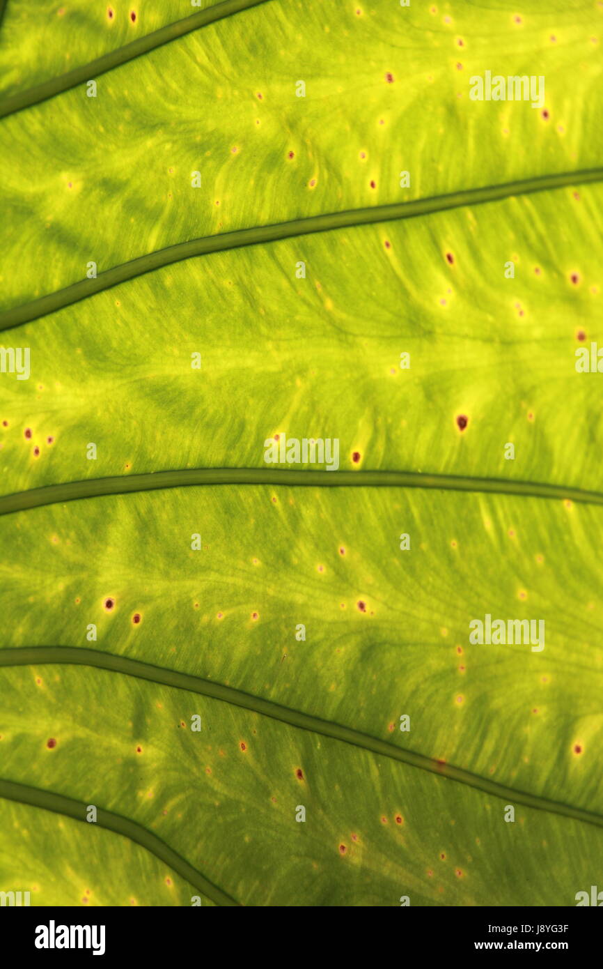 leaf, closeup, details, palm, fibres, fibers, structure, lawn, green, backdrop, Stock Photo