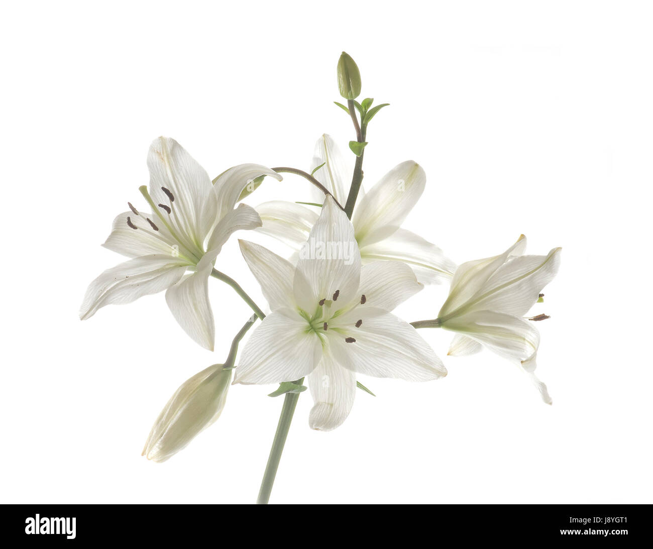 Wappenblume Cut Out Stock Images & Pictures Alamy