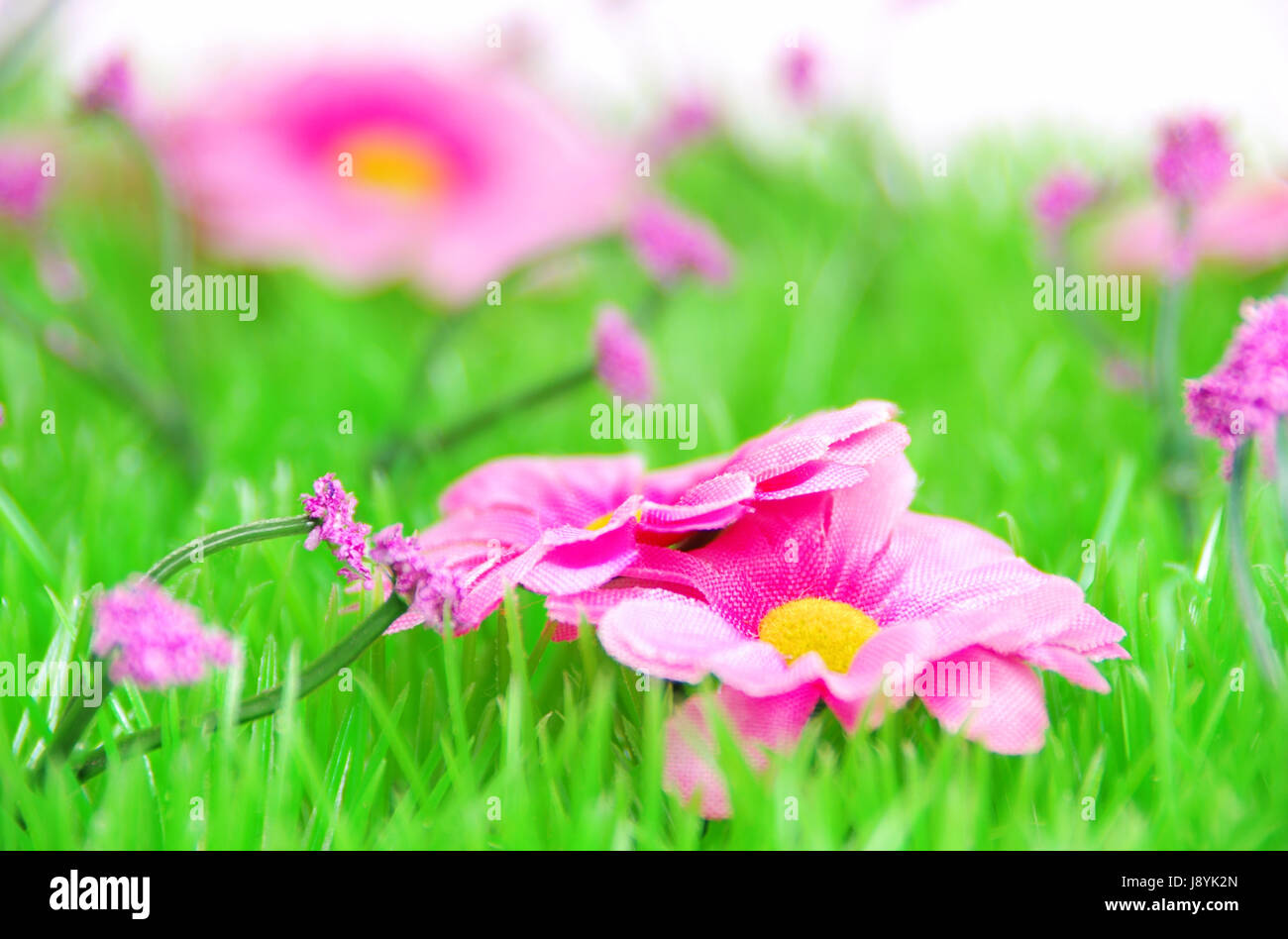 flower, plant, bloom, blossom, flourish, flourishing, easter, flower meadow, Stock Photo