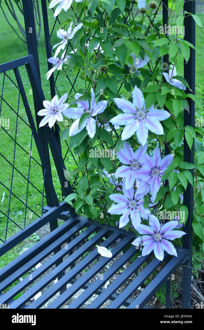 Blooming Passion Flower Vine Garden Trellis Bench Stock Photo Alamy