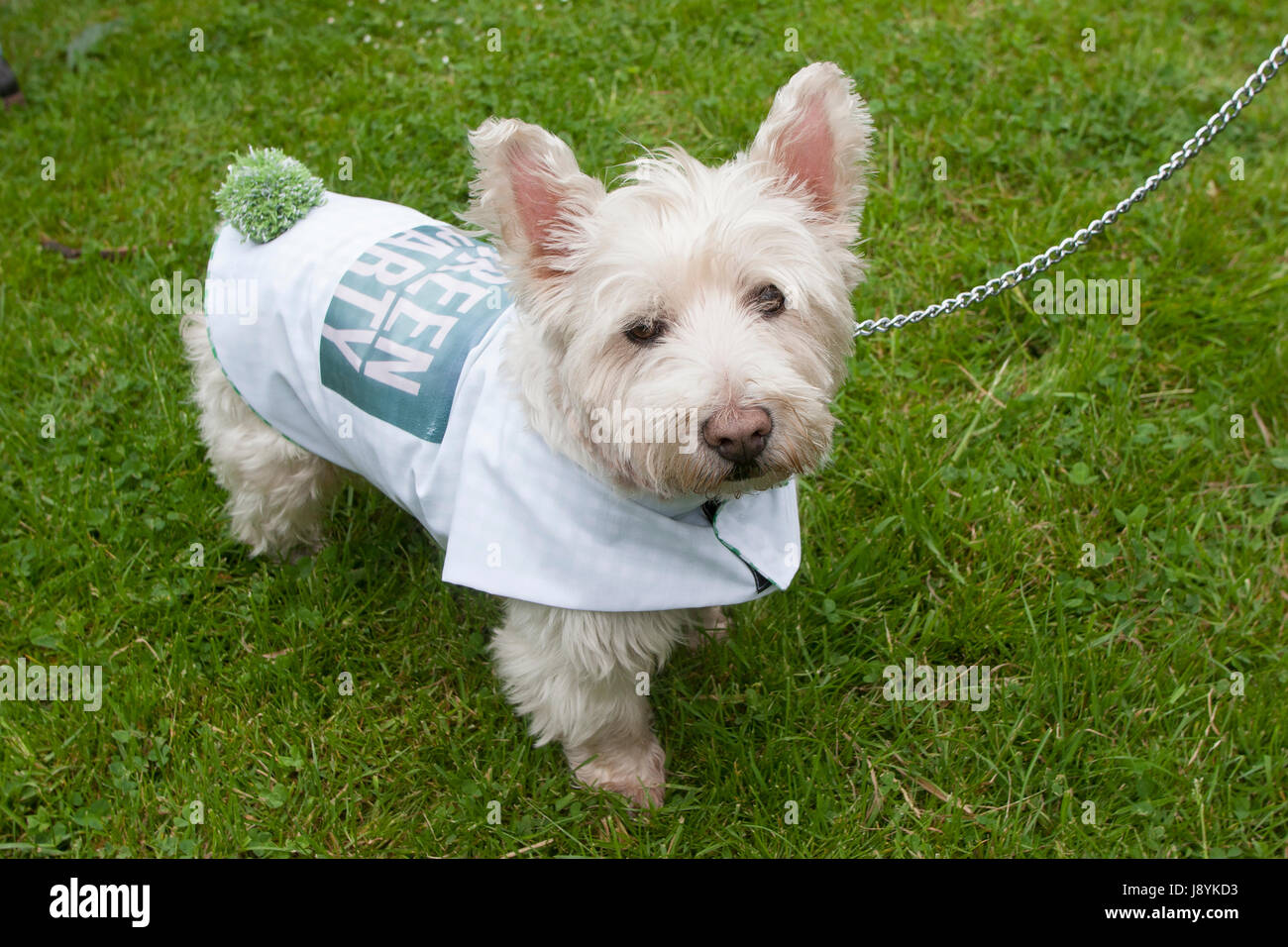 Scottie with Green Party coat and pom-pom Stock Photo