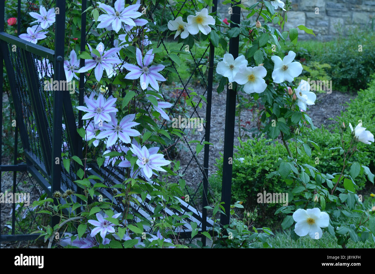 Blooming Passion Flower Vine Garden Trellis Bench Stock Photo