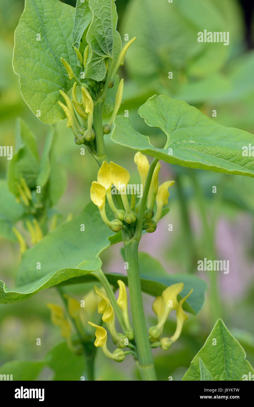European Birthwort - Aristolochia clematitis Poisonous Climbing Plant Stock Photo