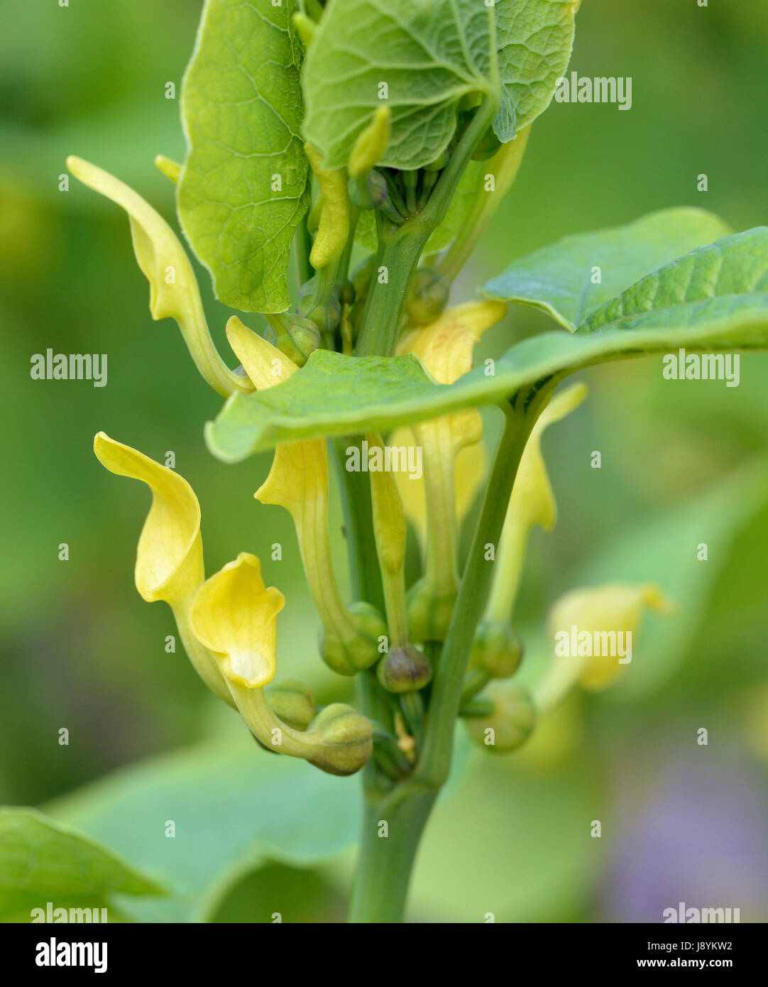 European Birthwort - Aristolochia clematitis Poisonous Climbing Plant Stock Photo