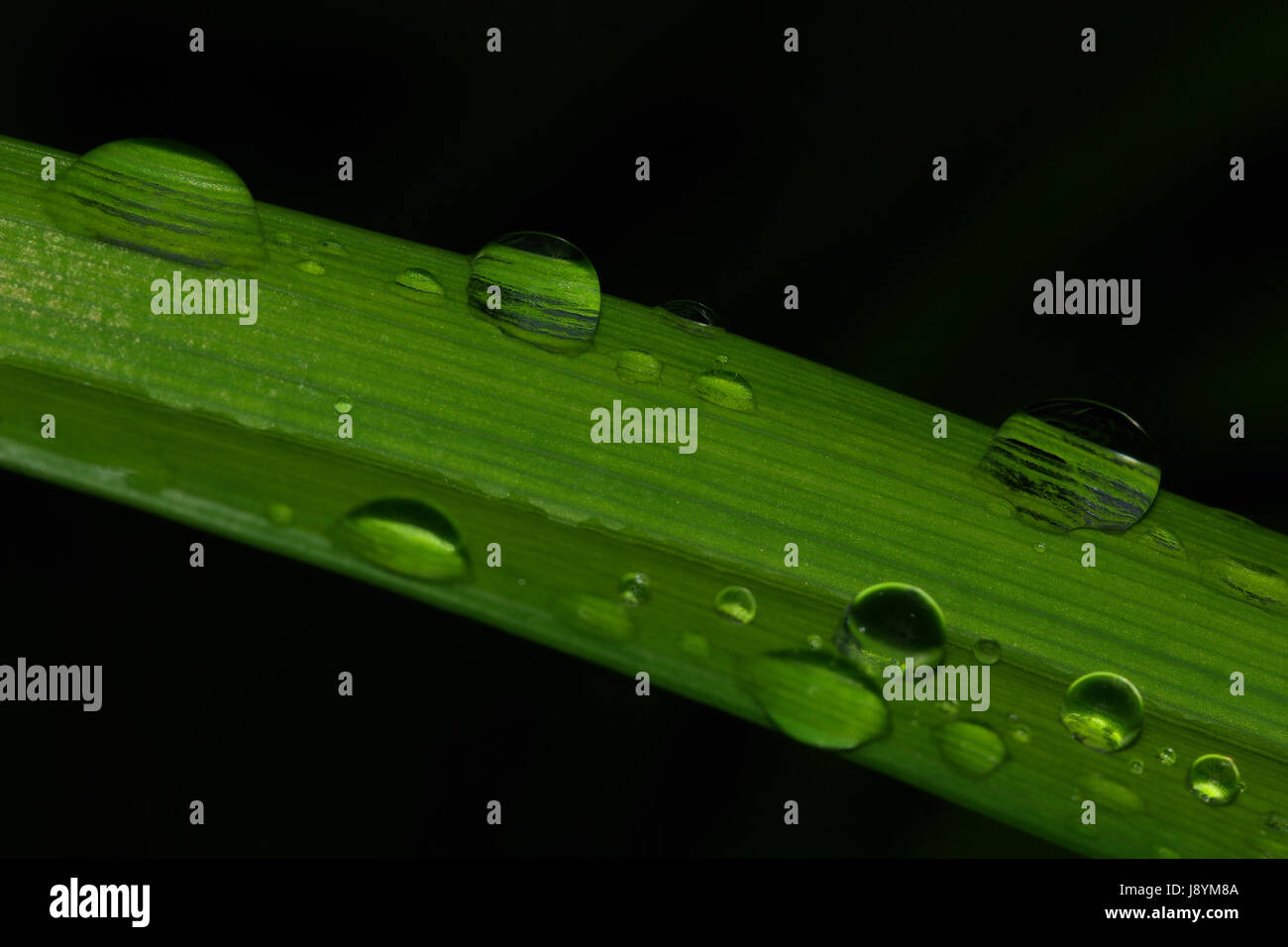 Sticky Water leaf, green, surface tension, adhesion, water drop, waterdrop, water ...