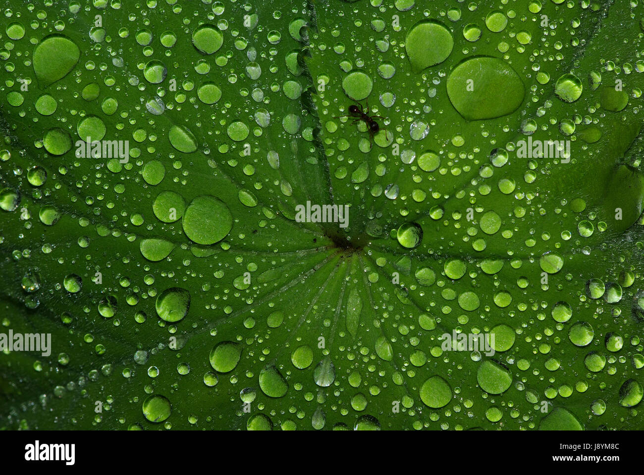 Sticky Water leaf, green, surface tension, spiral, adhesion, water drop, waterdrop ...