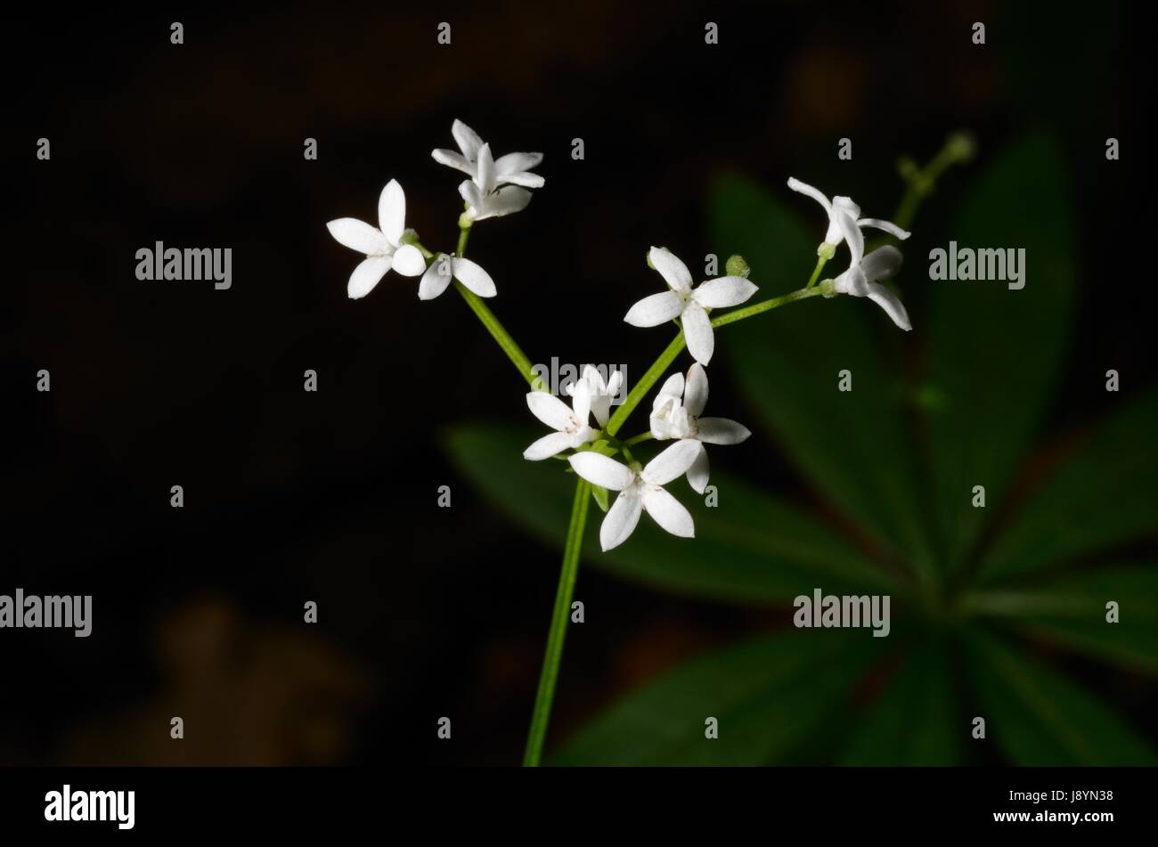 The Sweetscented Bedstraw (Galium odoratum) Stock Photo