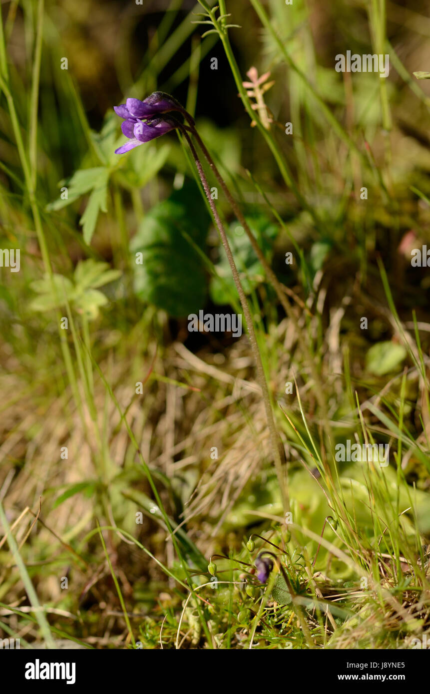 A flowering Butterwort (Pinguicula sp.) in the wild Stock Photo