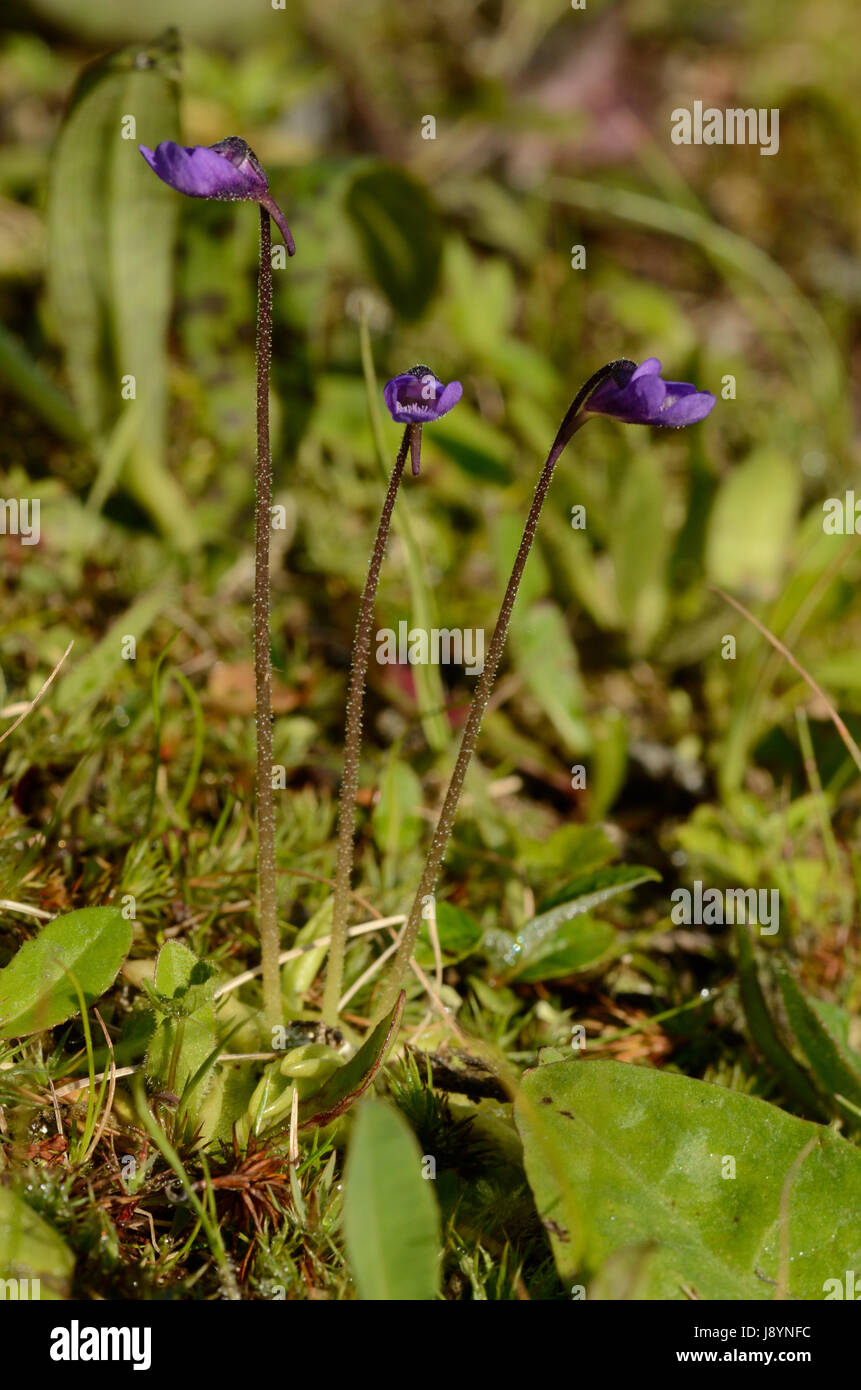 An Insectivorous Plant (Pinguicula species) Stock Photo