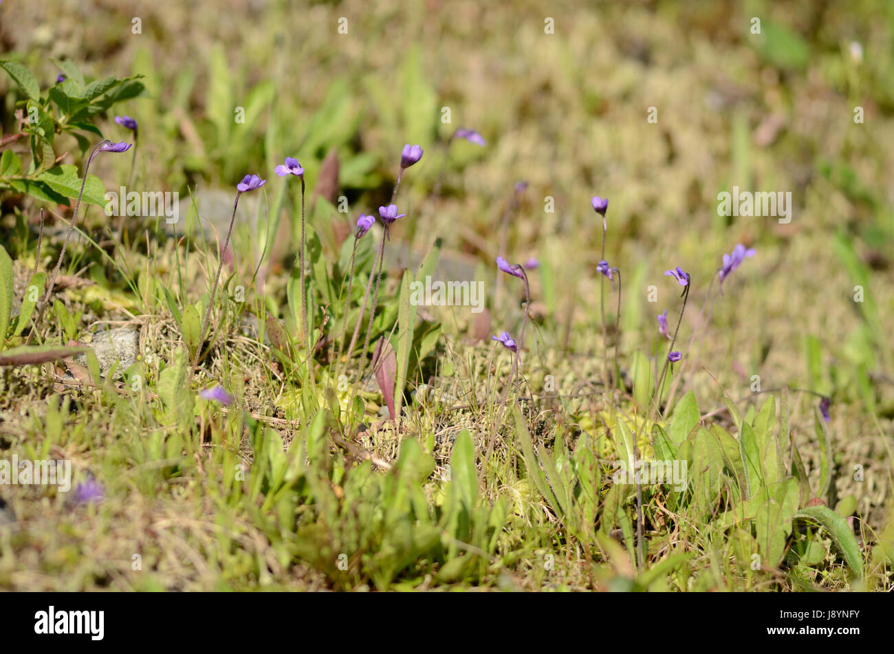 A group of butterworts flowering on a mountain meadow Stock Photo
