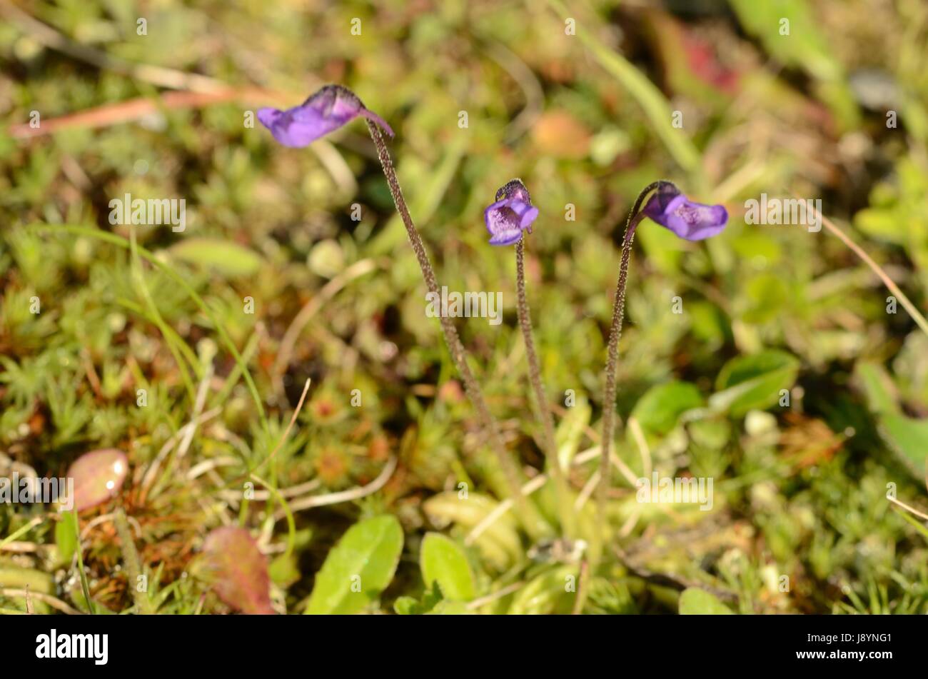 Three flowers of the Butterwort (Pinguicula) Stock Photo