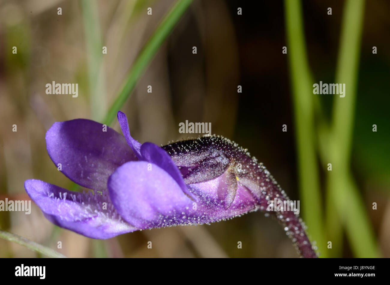 An Insectivorous Plant (Pinguicula species) Stock Photo