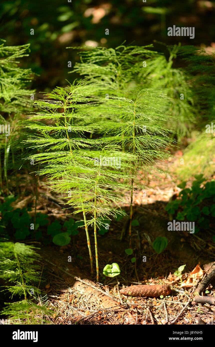 The Horsetail Plant Stock Photo