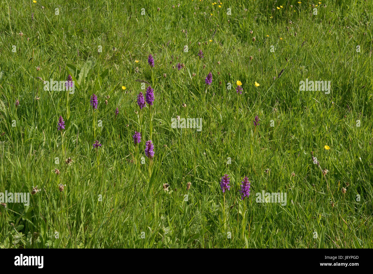 Southern marsh orchids, Dactylorhiza praetermissa, colony flowering in marshes and wetland behind Chesil beach, Dorset, May Stock Photo