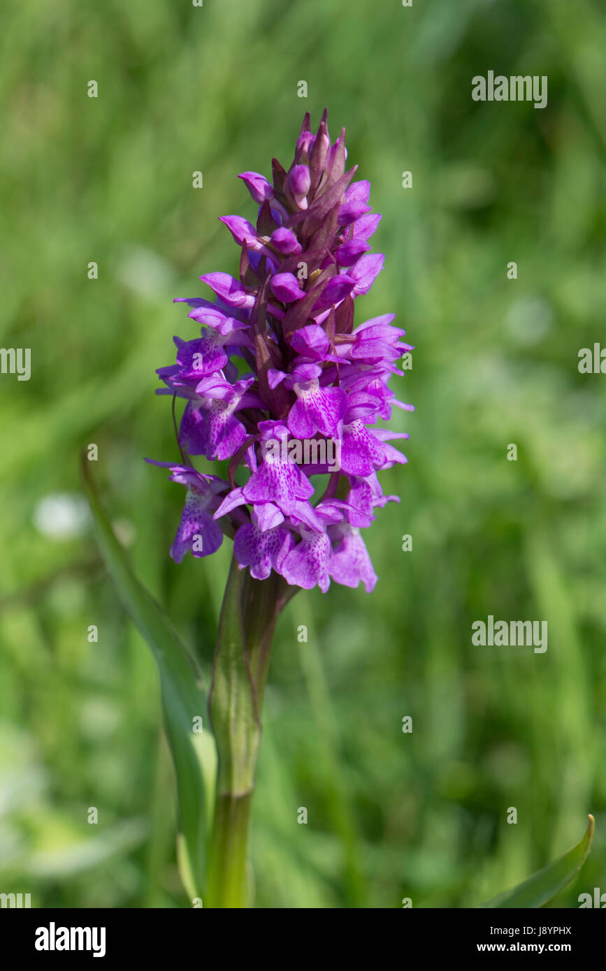 Southern marsh orchid, Dactylorhiza praetermissa, flowering spike in marshes and wetland behind Chesil beach, Dorset, May Stock Photo