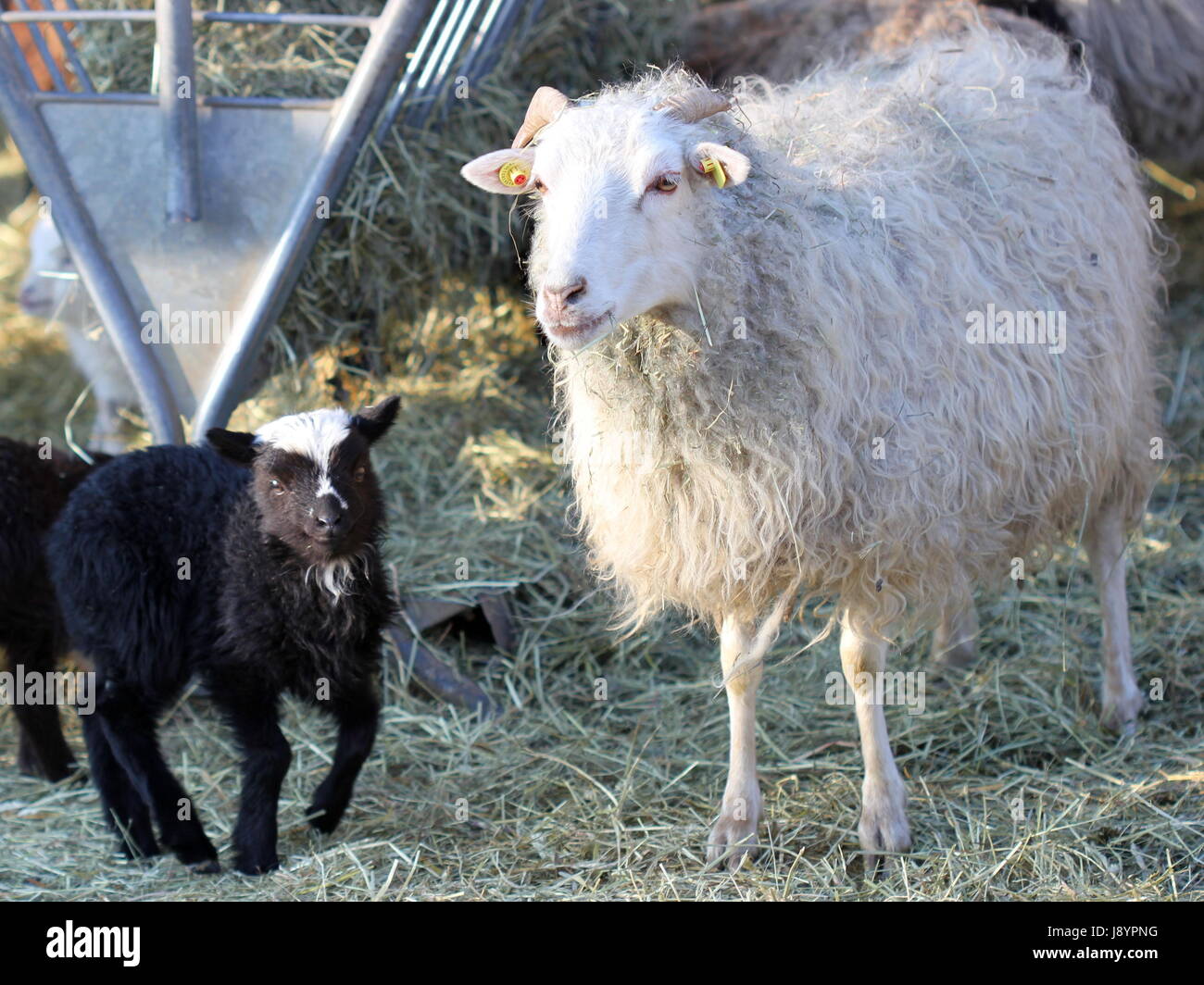 black white skuddenlmmchen with ewe in tierpark sababurg Stock Photo