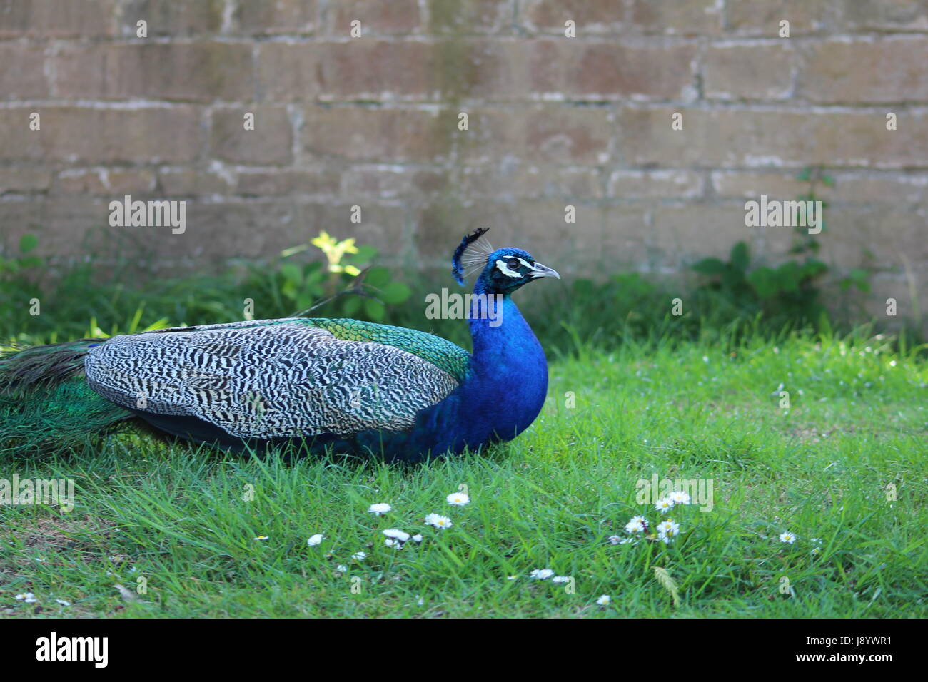 Country House Peacock Stock Photo Alamy