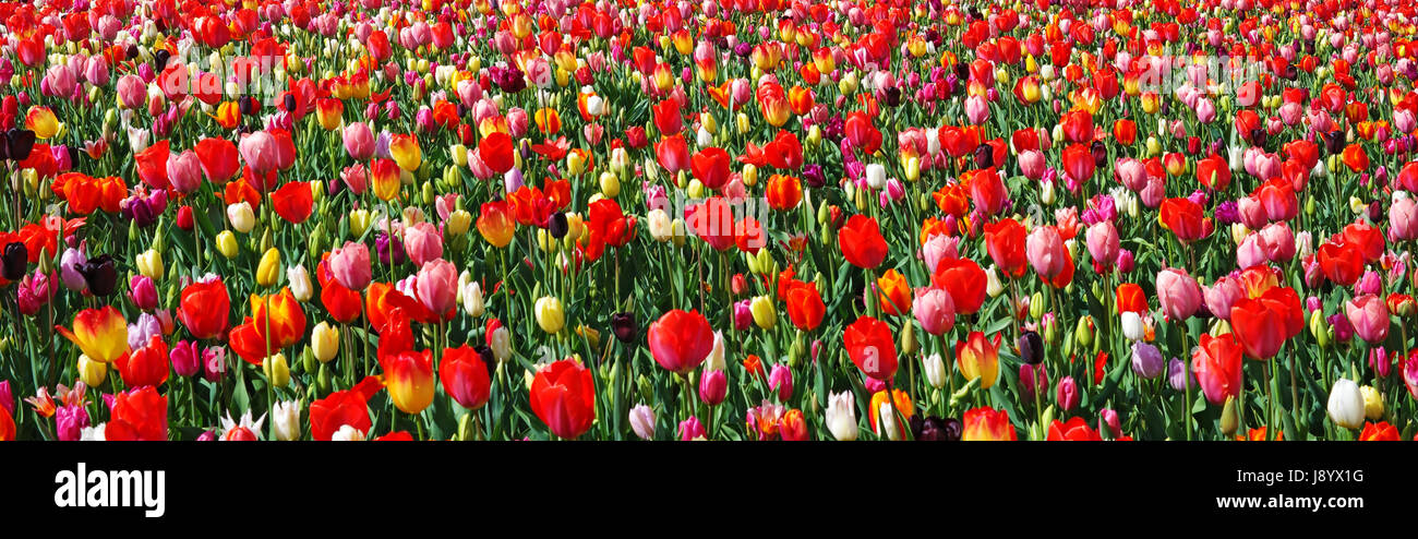 Panorama of colorful tulips, Keukenhof garden, Netherlands. Beautiful landscape with blooming multicolored flowers. Spring outdoor scenery. Flower bed Stock Photo