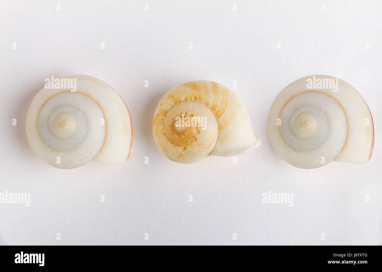 Three Snail Shell three snails shells Stock Photo - Alamy
