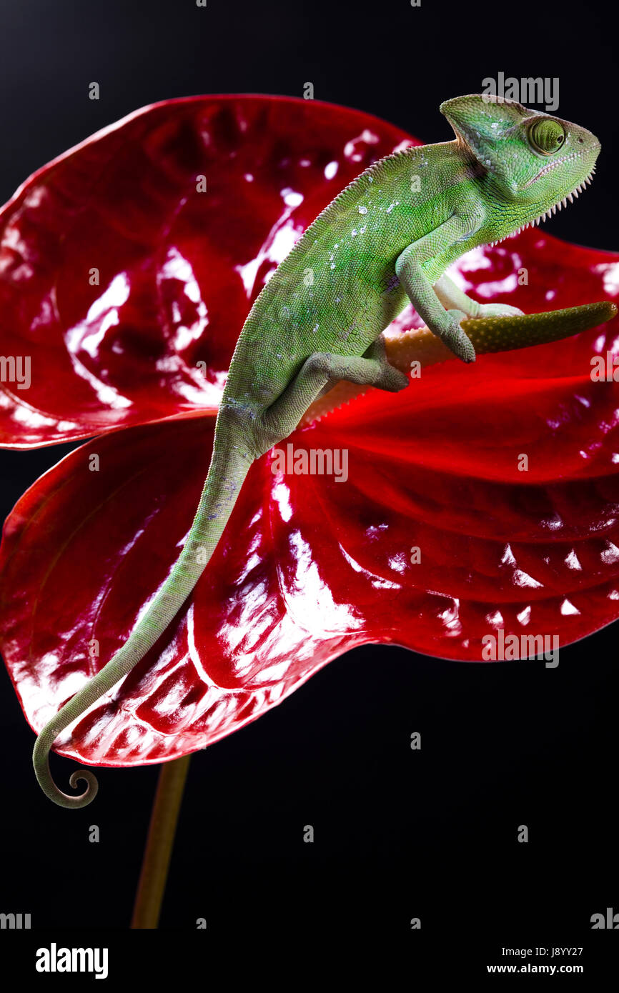 animal, pet, reptile, amphibian, lizard, dragon, chameleon, close, leaf
