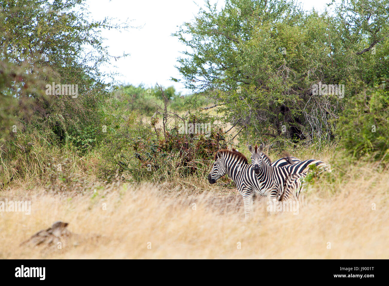 zebra Stock Photo