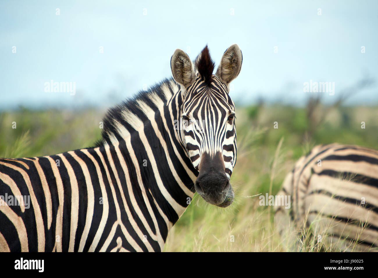 zebra Stock Photo