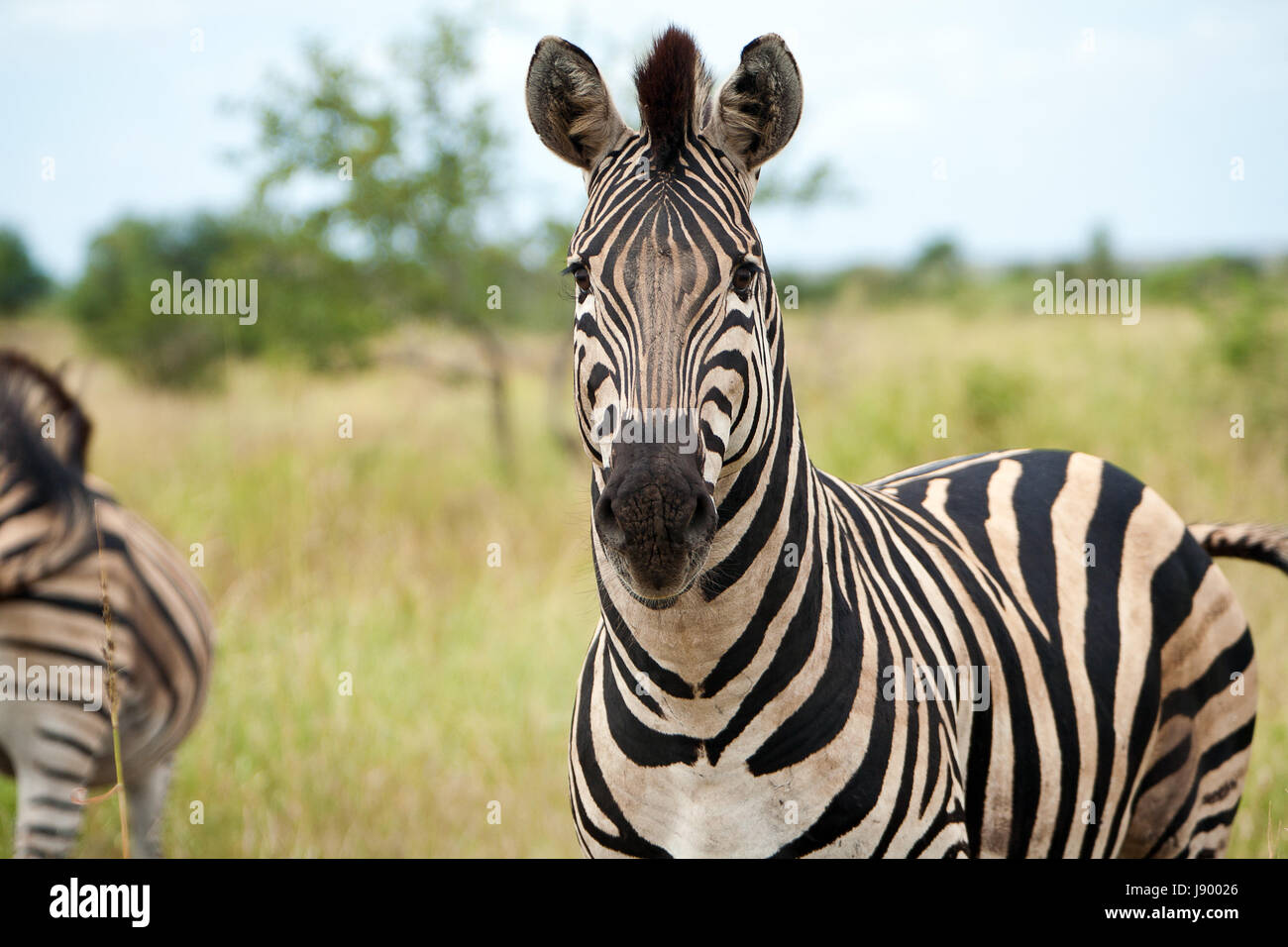 zebra Stock Photo