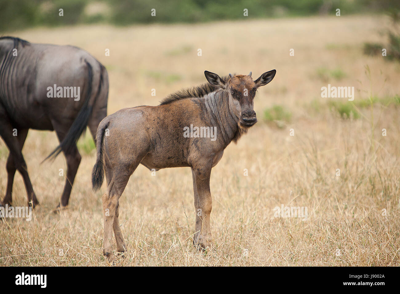 animal, africa, offspring, wildlife, safari, herd, cub, baby, travel, Stock Photo