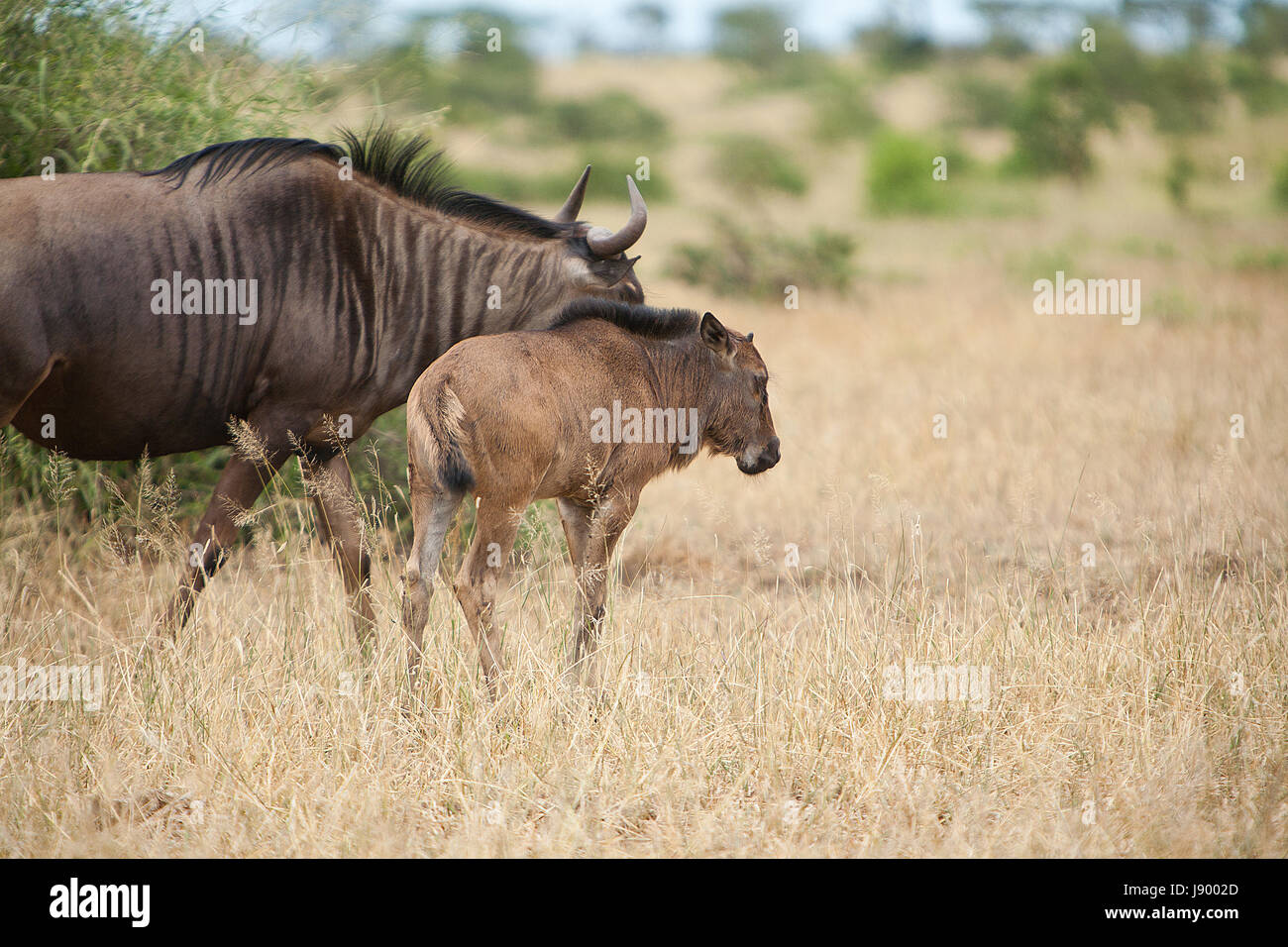 animal, africa, offspring, wildlife, safari, herd, cub, baby, travel, Stock Photo