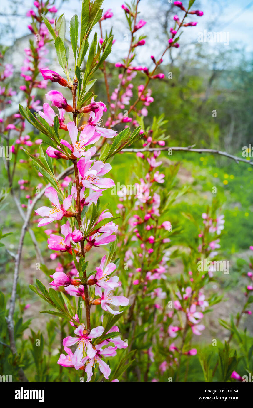 Almond tree in bloom. Bright pink flowers on branches in a spring garden, vertical photo with selective focus Stock Photo