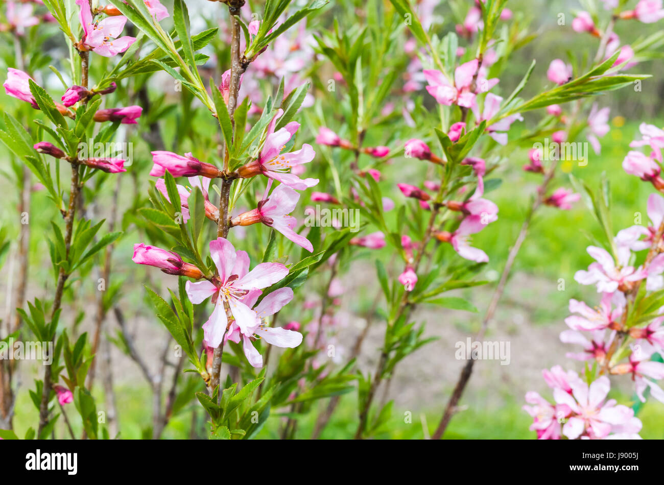 Almond tree in bloom. Bright pink flowers on branches in a spring garden, closeup photo with selective focus Stock Photo
