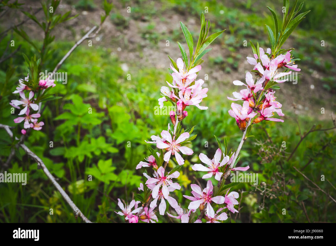Almond tree in bloom. Bright pink flowers on branches in a spring garden, close-up photo with selective focus Stock Photo
