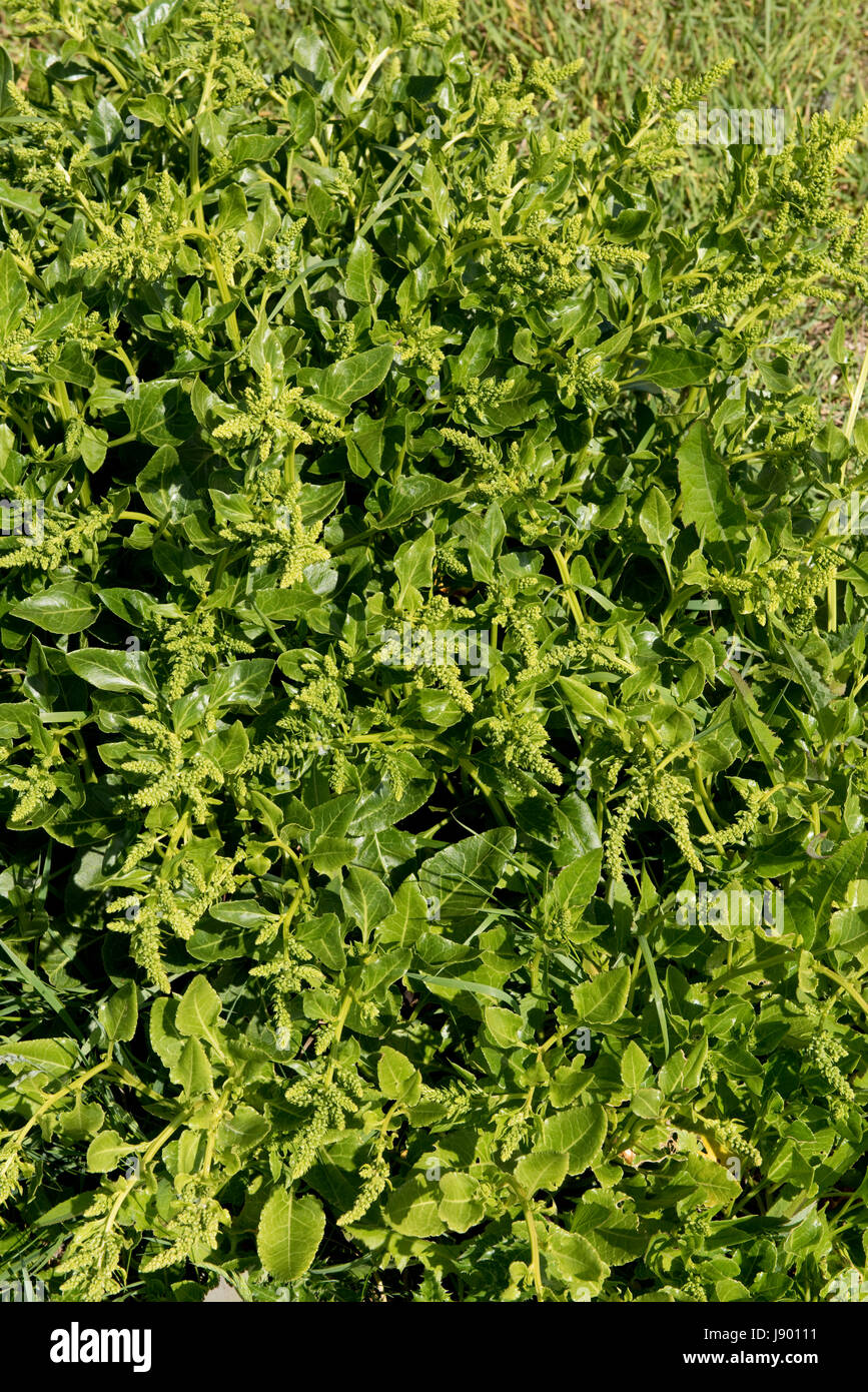 Sea beet, Beta vulgaris, plant coming into flower on Chesil beach. A popular addition to fish dishes and as a kitchen vegetable. Dorset, May Stock Photo