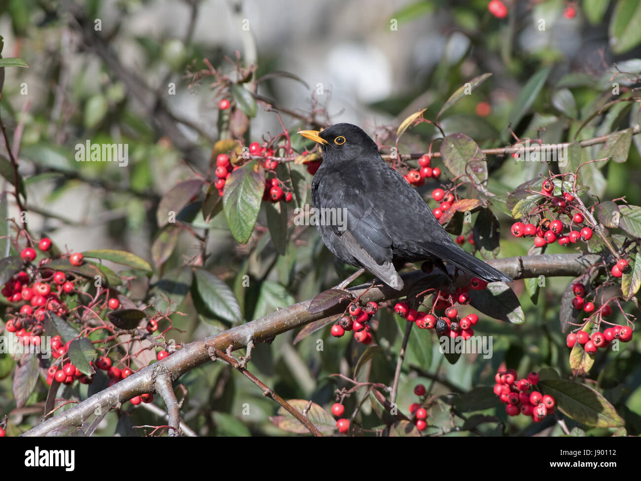 Male Blackbird-Turdus merula perched on Cotoneaster berries. Winter. Uk Stock Photo