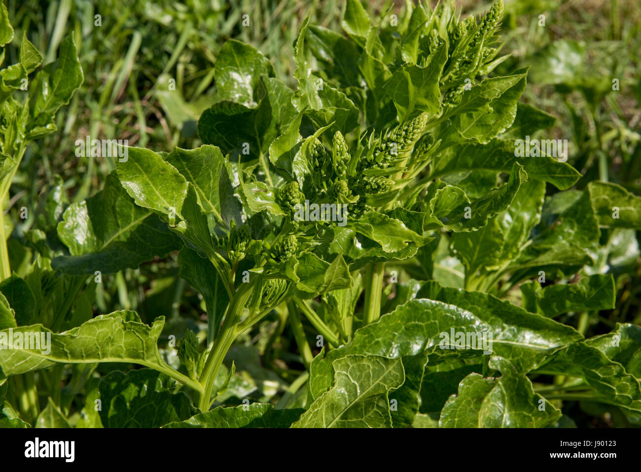 Sea beet, Beta vulgaris, plant coming into flower on Chesil beach. A popular addition to fish dishes and as a kitchen vegetable. Dorset, May Stock Photo
