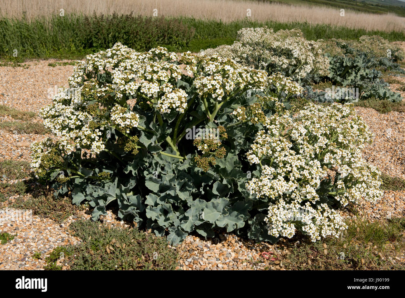Sea kale, Crambe maritima, in flower on Chesil beach. An ancestor of vegetable cabbage and also used as a vegetable itself Stock Photo