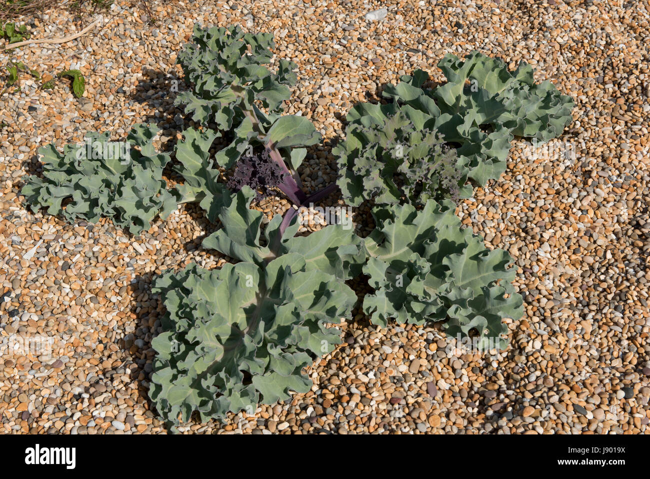 Sea kale, Crambe maritima, plant and edible leaves on Chesil beach. An ancestor of vegetable cabbage and also used as a vegetable itself Stock Photo