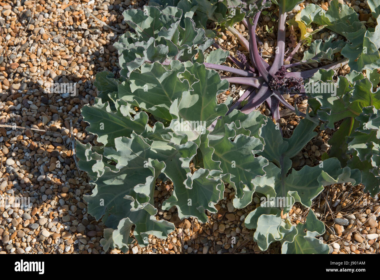 Sea kale, Crambe maritima, plant and edible leaves on Chesil beach. An ancestor of vegetable cabbage and also used as a vegetable itself Stock Photo