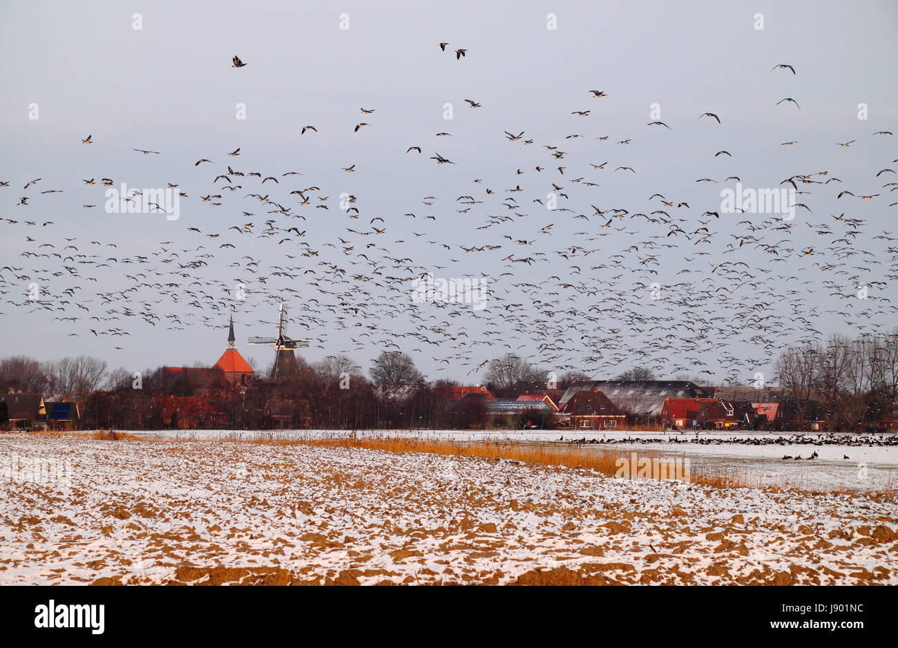 barnacle geese before rysum Stock Photo