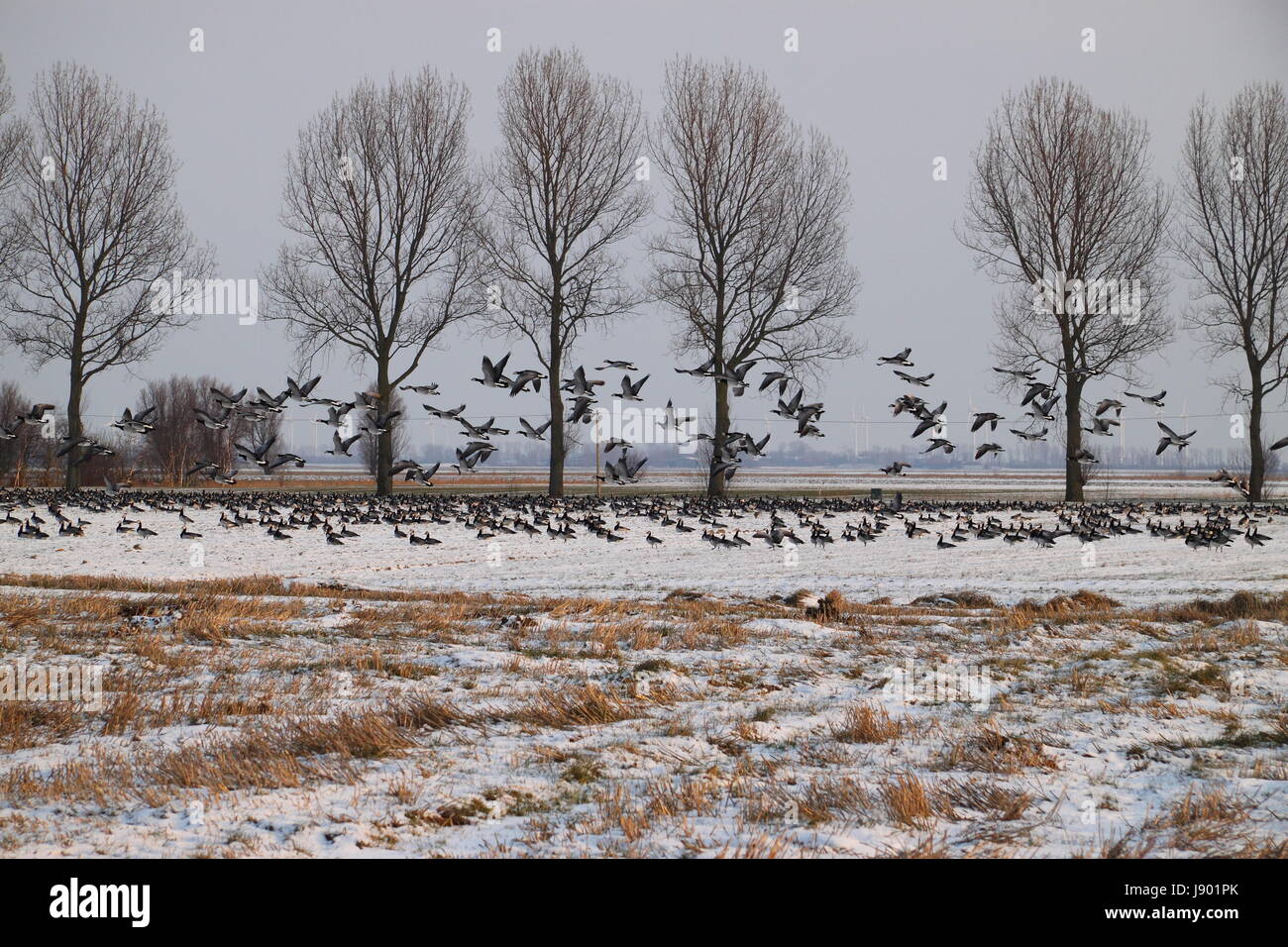 flight of barnacle geese Stock Photo