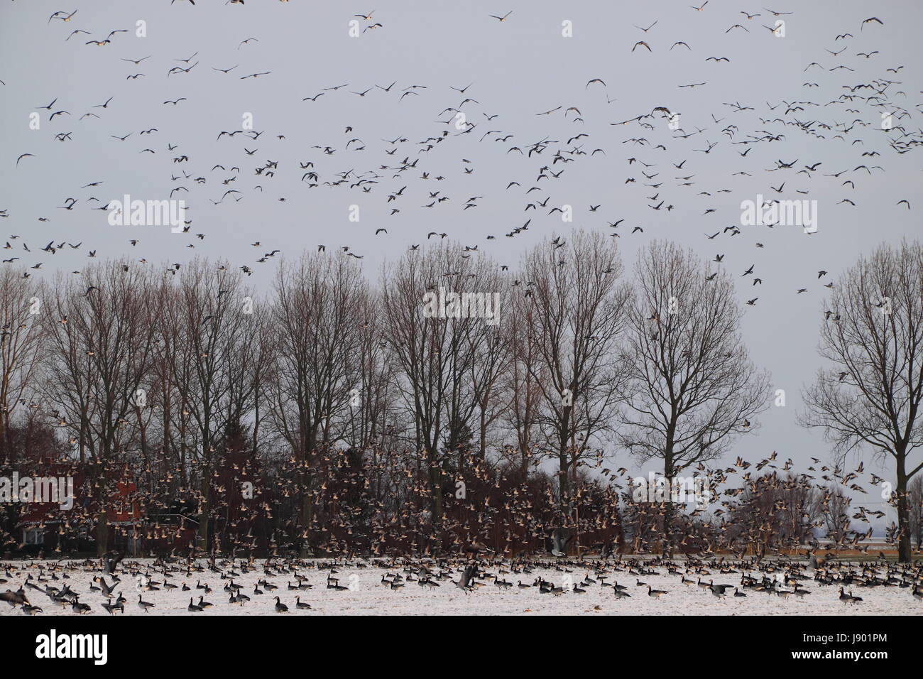 bird, birds, acre, East Frisia, bird swarm, blue, shine, shines, bright, Stock Photo