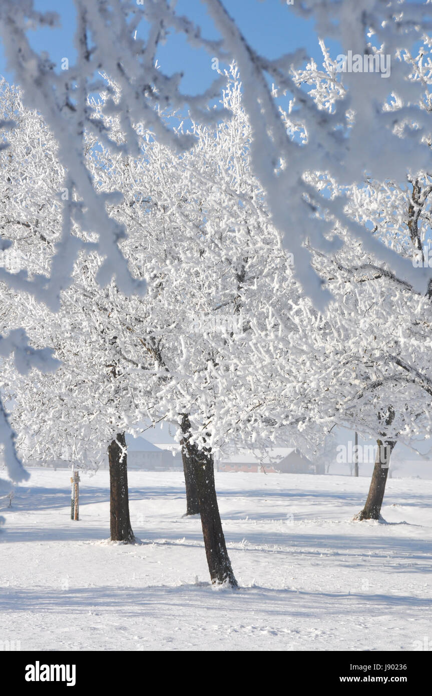 tree, trees, winter, winter landscape, portrait format, season, snow, scenery, Stock Photo