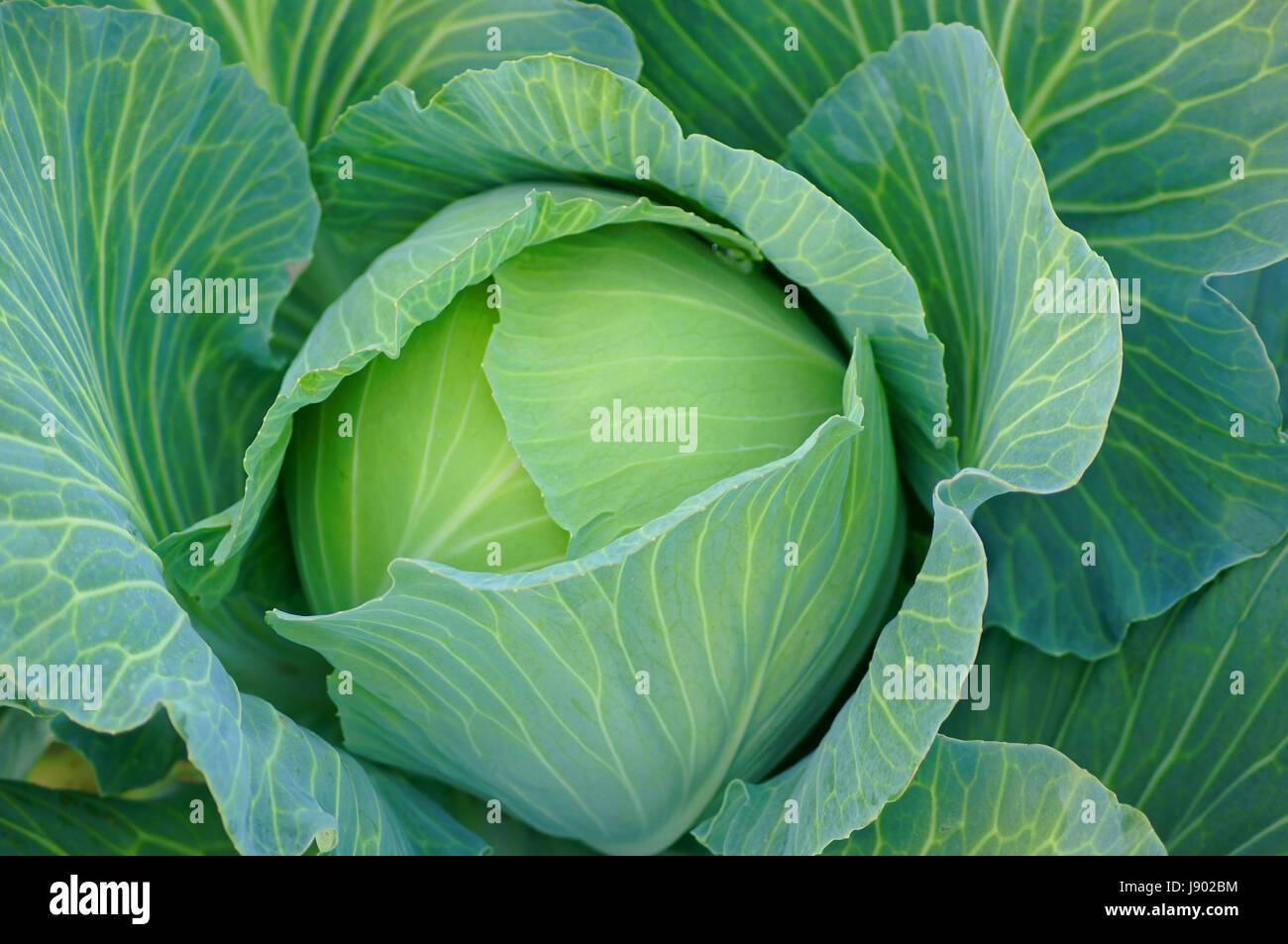 cabbage Stock Photo Alamy